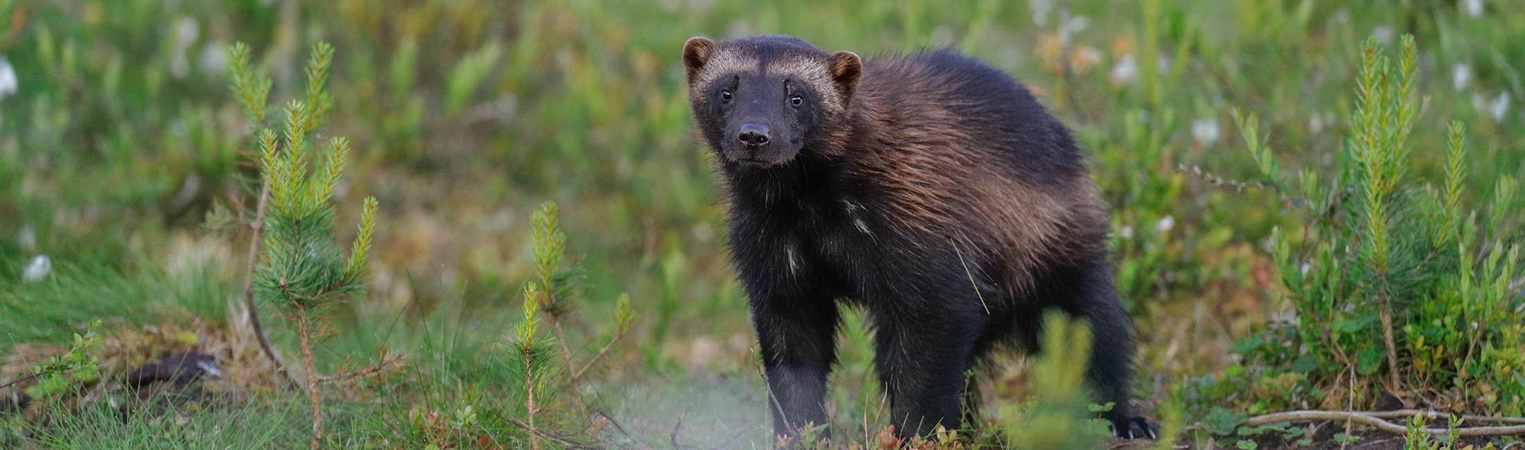 Wildlife Visit Southeast Montana